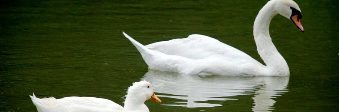 a-fundamental-arte-de-tornar-si